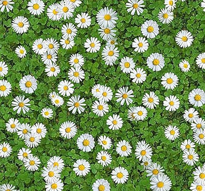 6000 Creeping Daisy Seeds - Annual, Full Sun Daisy