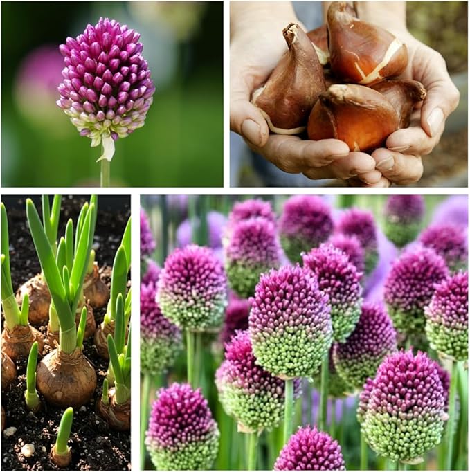 Drumstick Allium Bulbs - Easy to Grow Pennial Flowers, Deer Resistant - Ships from Iowa, USA (50 Bulbs)