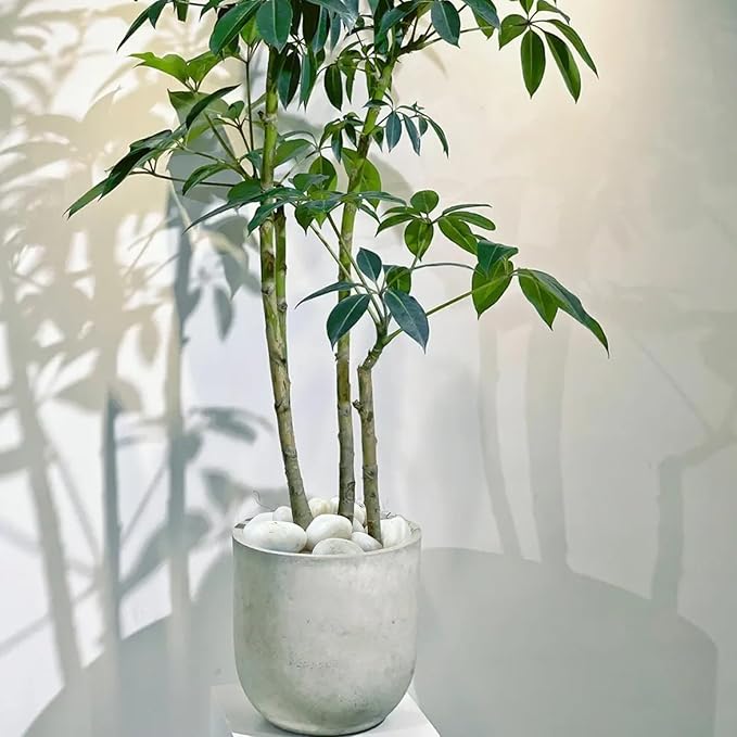 10 lbs Large River Rocks for Landscaping, 2-3 inch Polished White Pebbles for Plants, Decorative White Stones for Planters Vase Aquarium and Outdoor Garden Rocks