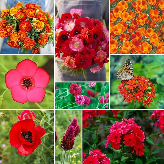 Eden Brothers Red Head Wildflower Mixed Seeds for Planting, 5 lb, 2,400,000+ Seeds with Maltese Cross, Scarlet Flax | Attracts Pollinators, Plant in Spring or Fall, Zones 3, 4, 5, 6, 7, 8, 9, 10