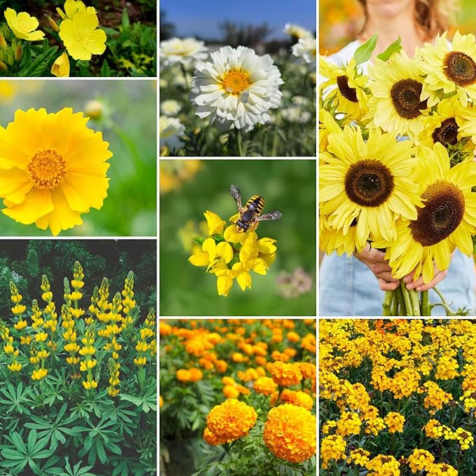 Eden Brothers Ole Yeller Wildflower Mixed Seeds for Planting, 5 lb, 2,400,000+ Seeds with African Marigold, Sunflower | Attracts Pollinators, Plant in Spring or Fall, Zones 3, 4, 5, 6, 7, 8, 9, 10