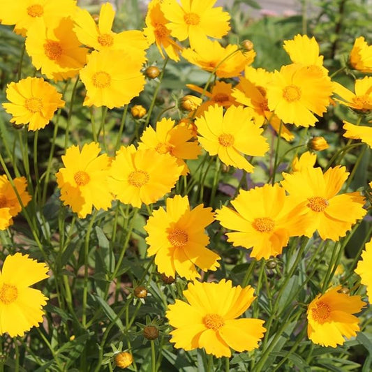 Outsidepride Lance-leaved Coreopsis Seeds - 1/4 lb. Perennial, Humidity & Drought Tolerant Flower Seeds for Planting Clumping Vibrant Golden Blooms, Ideal for Xeriscaping and Low Maintenance Gardens