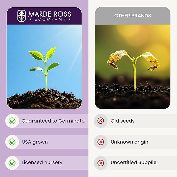 Russell Lupine Seeds Perennial - Grows 40" Tall - Perennial Wildflowers for Winter & Fall Planting - Grown in The USA - 100 Mixed Russell Lupine Seeds for Planting