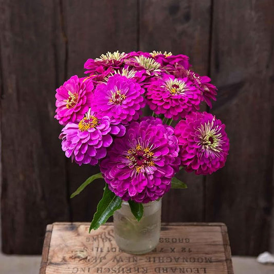 Eden Brothers Zinnia Seeds (Organic) - Giant Purple