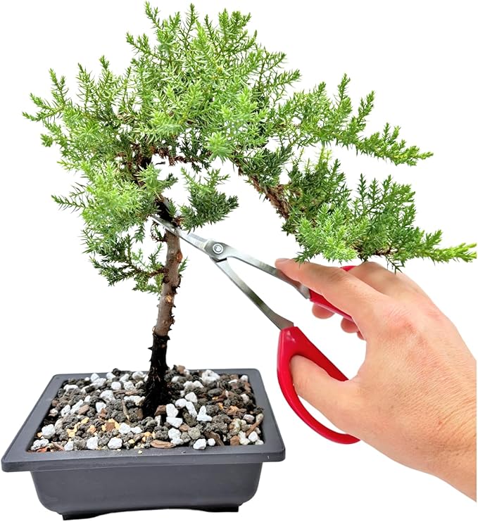 Bonsai Scissors By The Bonsai Supply- Stainless Steel