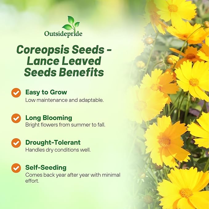 Outsidepride Lance-leaved Coreopsis Seeds - 1/4 lb. Perennial, Humidity & Drought Tolerant Flower Seeds for Planting Clumping Vibrant Golden Blooms, Ideal for Xeriscaping and Low Maintenance Gardens