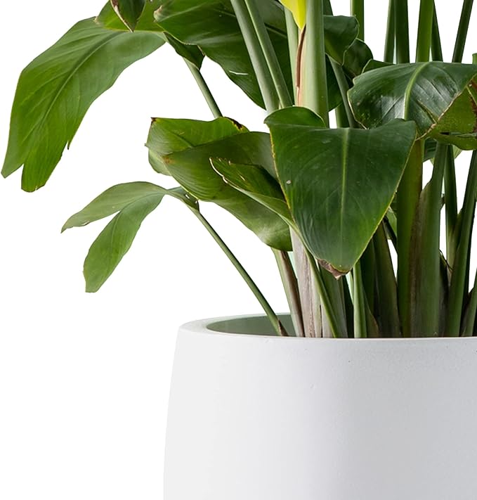 Kante 15.7" Dia Round Concrete Planter, Outdoor Indoor Garden Plant Pots with Drainage Hole and Rubber Plug, Modern Curvaceous Design, Pure White