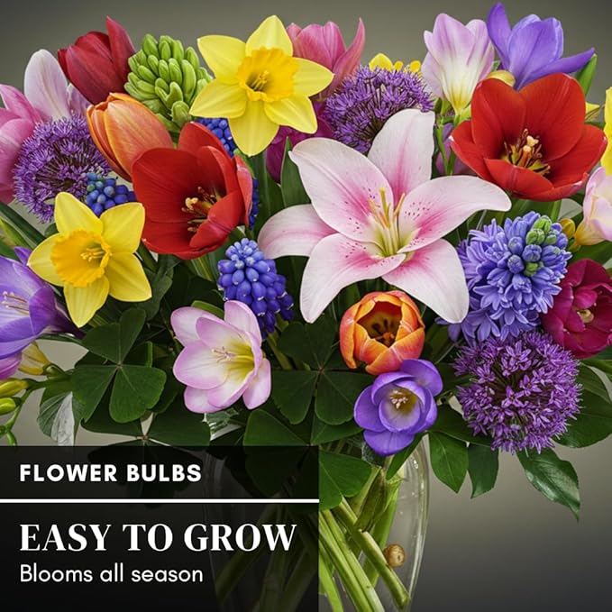 Complete Spring and Fall Flower Garden | 50 Fresh Bulbs | Bloom All Spring and Summer, Easy to Grow Flower Bulb, Indoor/Outdoor