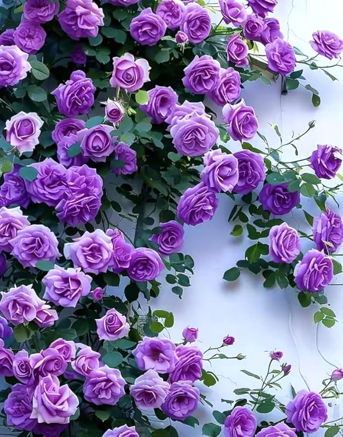 100PCS Purple Climbing Rose Seeds Rare Non-GMO Heirloom Seeds
