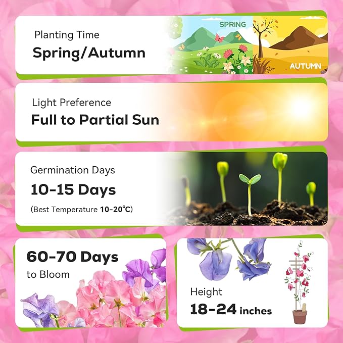 Sweet Pea Seeds 200 Seeds - Non-GMO Heirloom Organic Seeds Brightly Colored Flowering Vines for Pergolas, Flower Beds, Balconies and Patios