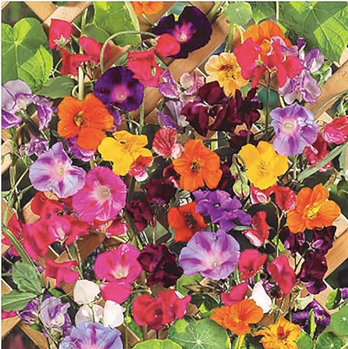 Climbing Vine Seeds for Planting – Colorful Mix of Climbing Flower Seeds: Morning Glory, Nasturtium, Black-Eyed Susan Vine, and Sweet Pea