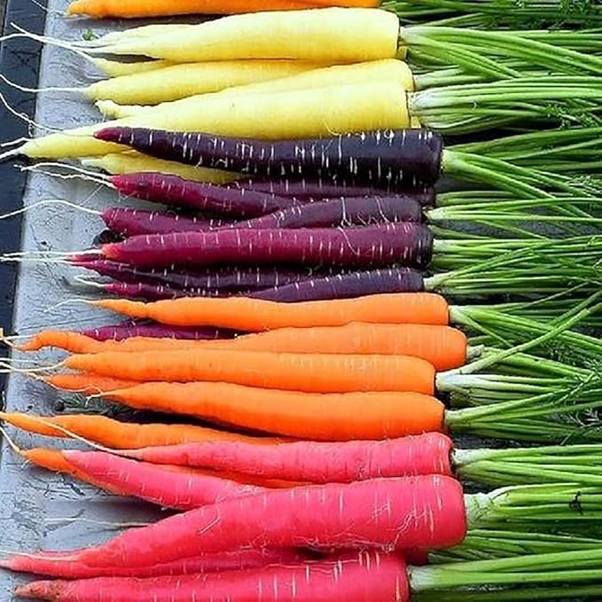 Rainbow Carrot Seeds - A Delicacy Prised by Gourmet Restaurants - 900 Seeds