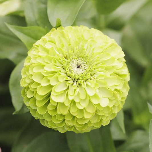 Eden Brothers Zinnia Seeds - Tequila Lime, Non-GMO Seeds for Planting, Packet | Low-Maintenance Flower Seeds, Plant During Spring, Zones 2, 3, 4, 5, 6, 7, 8, 9, 10