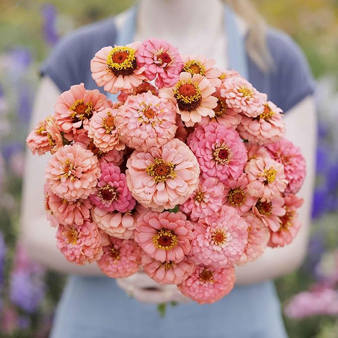 Eden Brothers Zinnia Seeds - Pumila Salmon, Non-GMO Seeds for Planting, Packet | Low-Maintenance Flower Seeds, Plant During Spring, Zones 3, 4, 5, 6, 7, 8, 9, 10
