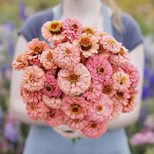 Eden Brothers Zinnia Seeds - Pumila Salmon, Non-GMO Seeds for Planting, Packet | Low-Maintenance Flower Seeds, Plant During Spring, Zones 3, 4, 5, 6, 7, 8, 9, 10