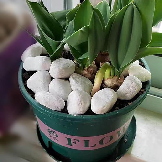 20 lbs White Rocks for Landscaping, 2-3 Inch Large River Rocks. Decorative Pebbles for Plants Indoor, Vases, Aquariums Gravel, Crafting and Garden