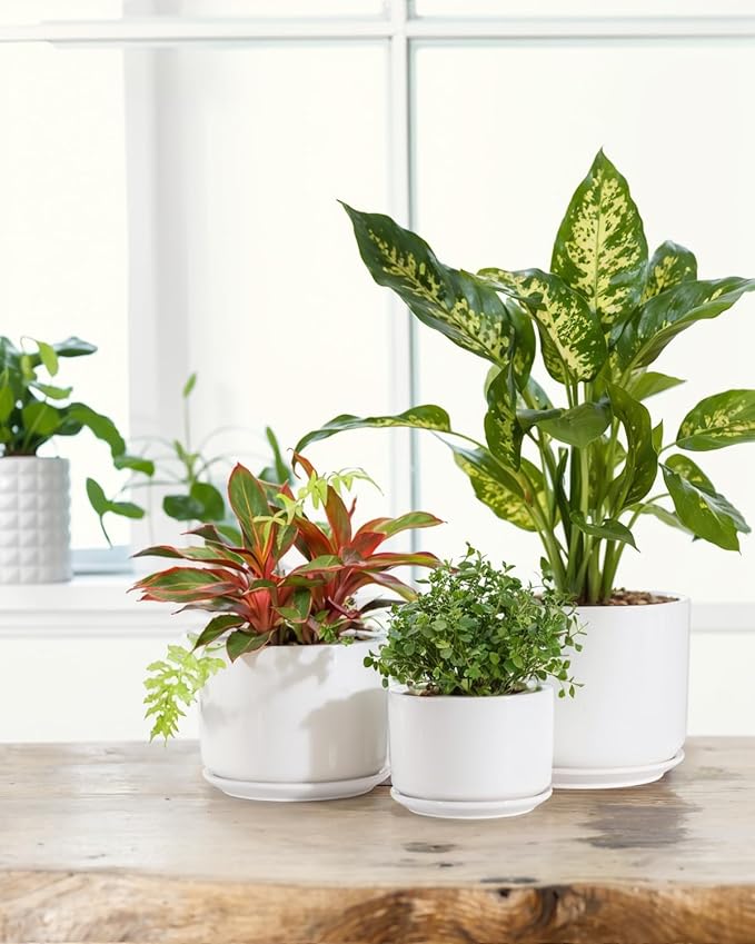 EFISPSS Plant Pots, 4+5+6 Inch Pots for Indoor Plants, Ceramic Planter Pot with Drainage Hole, Flower Pots for Succulent Cactus, Set of 3 - White