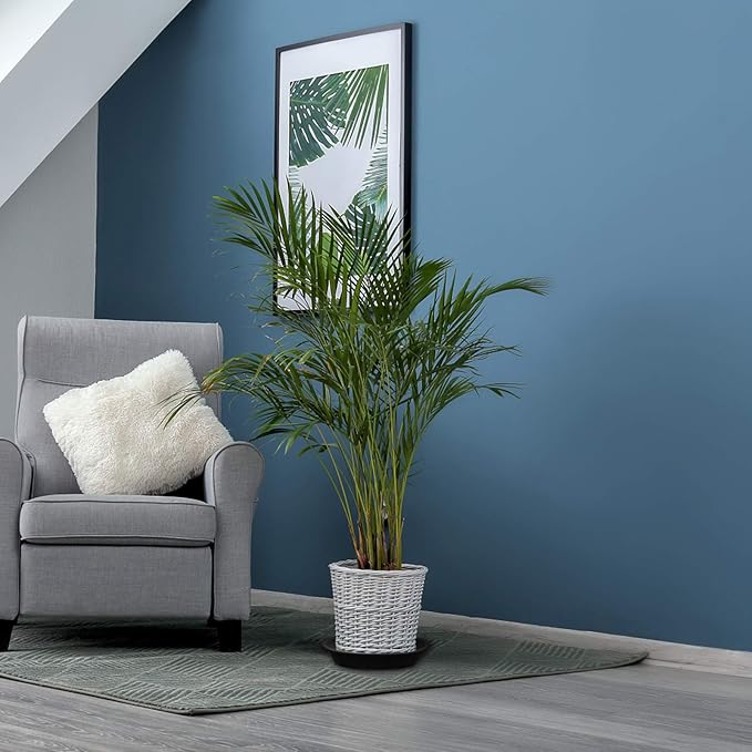 3 Pack Plant Saucer Heavy Duty Sturdy Drip Trays for Indoor and Outdoor (10 Inch, Black)