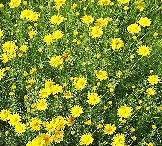 Dahlberg Daisy Seeds - Annual Texas Native - 11,500 Tiny Seeds