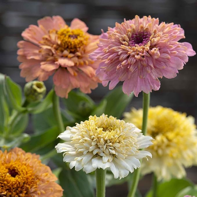 Eden Brothers Zinnia Seeds - Cresto! Peaches and Cream