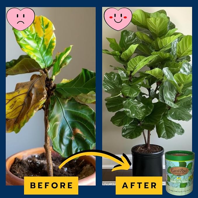 EarthPods® Fiddle Leaf Fig Fertilizer Spikes – 100 Organic Plant Food Capsules for Ficus, Monstera, Rubber Tree, Dracaena, Pothos, Calathea - Made in USA