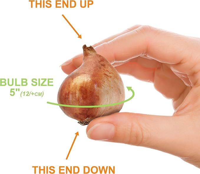 Garden State Bulb Fosteriana White Emperor Tulip Flower Bulbs, 12/+ cm, Fall Planting (Bag of 100)