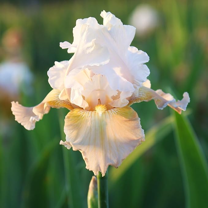 Easy to Grow Bearded Iris Champagne Elegance - 9 Plant Bulbs Rhizomes, Light Orange Pink Flowers in Spring to Fall, Full Sun Low Maintenance