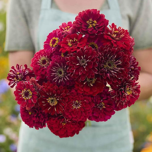 Eden Brothers Zinnia Seeds - Benary Giant Scarlet