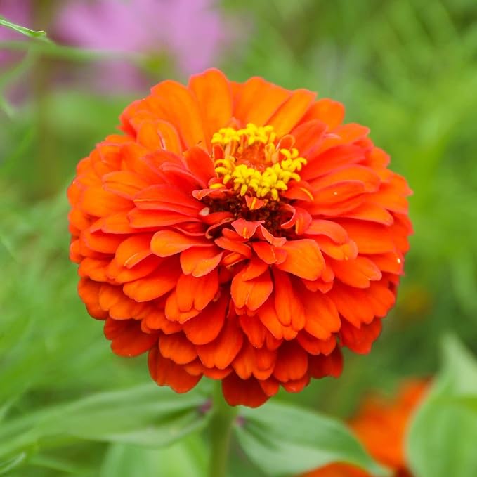Eden Brothers Zinnia Seeds - Queeny Pure Orange