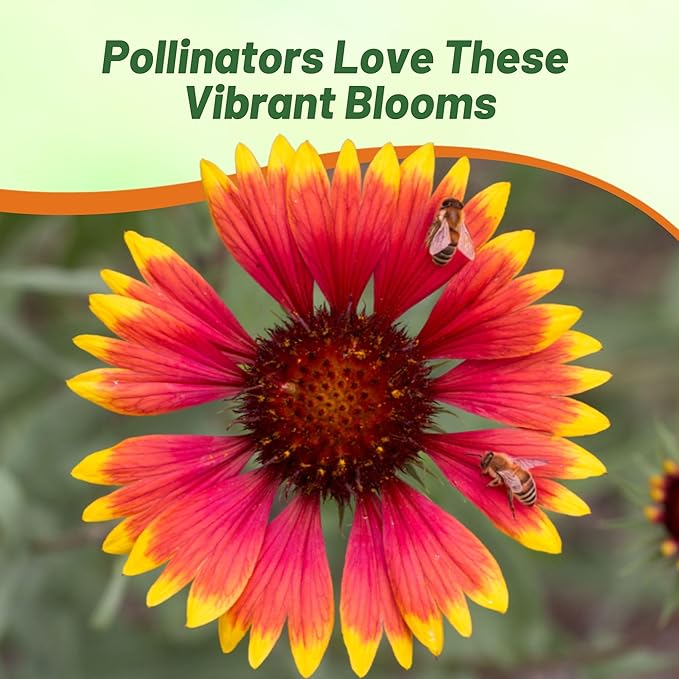 Outsidepride Gaillardia Pulchella Red Indian Blanket Seeds for Planting - 1 lb Annual Flower Seeds, Heat & Drought Tolerant for Xeriscaping, Borders, & Small Garden Spaces