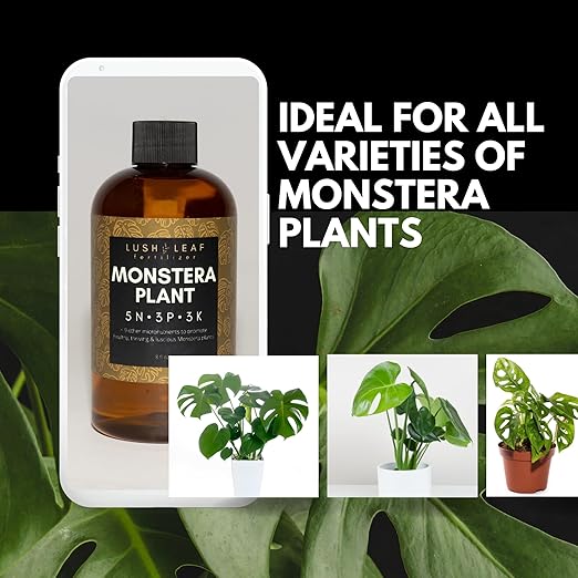 Lush Leaf | Plant Food (Monstera)