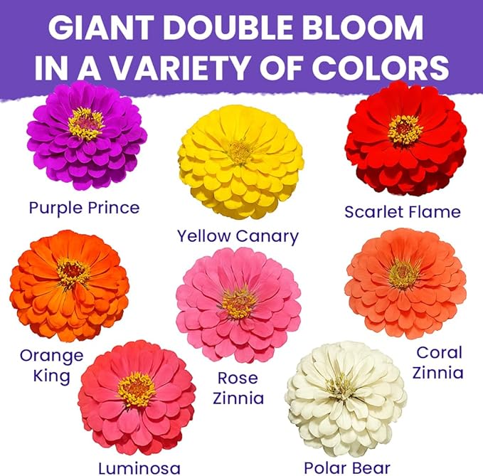 NatureZ Edge Zinnia Seeds for 2025 Planting Outdoors, Over 8250 Flower Seeds, 2 Oz, Non GMO Made in USA, Bulk Semillas De Flores para Sembrar, California Giants, Easy to Grow Zinnia Seed Mix