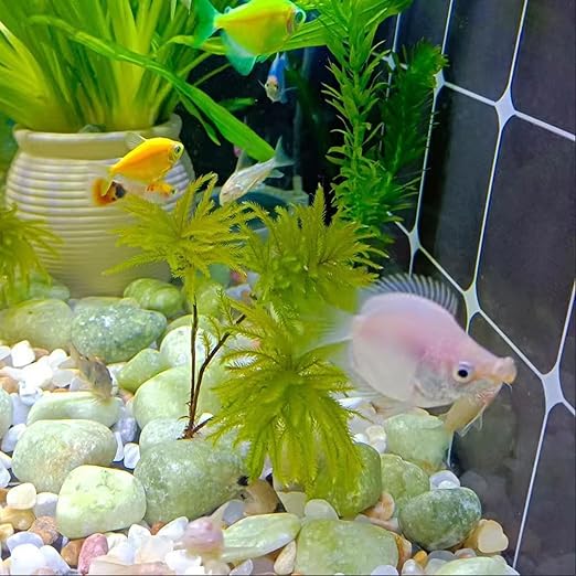 5LB Succulent Jade Pebbles for Indoor Plants, 1.2-2 Inch Natural Decorative Polished Stones, River Rocks for Vase, Flowerpot Decoration, Indoor Decoration,Landscaping and Garden Decoration