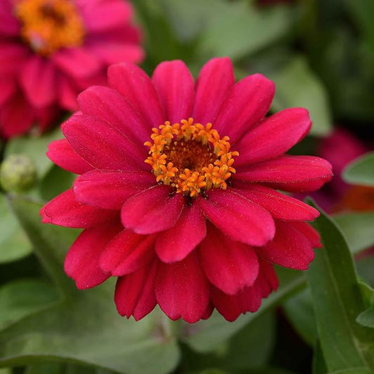 Eden Brothers Zinnia Seeds - Zahara Double Cherry