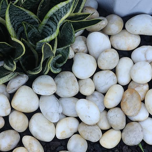20lb Cream White River Rocks Outdoor Landscaping- Polished Pebble for Plants – Garden Decorative Stones-1-2 Large Plant Rocks,Ideal for Aquarium, Home Decor