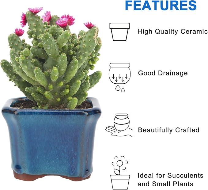 Bonsai Planter Succulent 6 pc Mini Glazed Pots Value Set + 6 Soft Mesh Drainage Screens