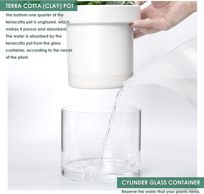 Phoenix Vine 6 Inch Self Watering Planter, White Terracotta Clay Pot with Glass Reservoir for Indoor Plants, Herbs, Flowers, Set of 1, 52-B-F-1