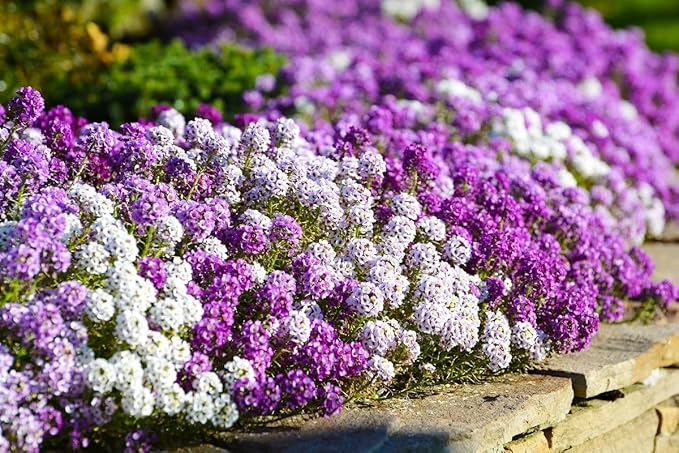 Seeds Sweet Alyssum Seed Mix 800+ Seeds for Planting Carpet Flower Annual Plant Non-GMO Lobularia Maritima