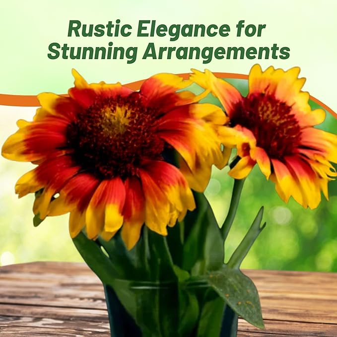 Outsidepride Gaillardia Pulchella Red Indian Blanket Seeds for Planting - 5000 Pcs Annual Flower Seeds, Heat & Drought Tolerant for Xeriscaping, Borders, & Small Garden Spaces