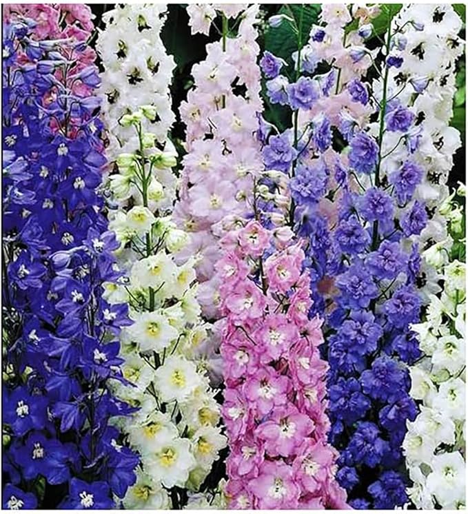 Larkspur Seeds - Rocket Wild Delphinium Mixed Colors - 4' Tall and Used Widely by Floral Designers