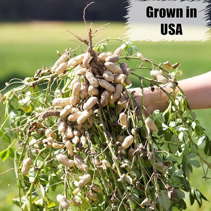 Old Potters Wildlife in-Shell Peanuts, 25 lbs for Birds, Squirrels, and Wildlife. USA Grown Non-GMO, Organic Small Farm, Raw in-Shell Peanuts. Wildlife Grade, 25 lbs.