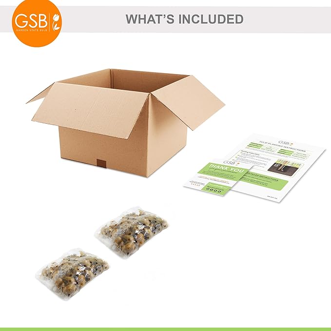 Garden State Bulb Batalinii Little Beauty Tulip Flower Bulbs, 6/+cm, Fall Planting (Bag of 50)