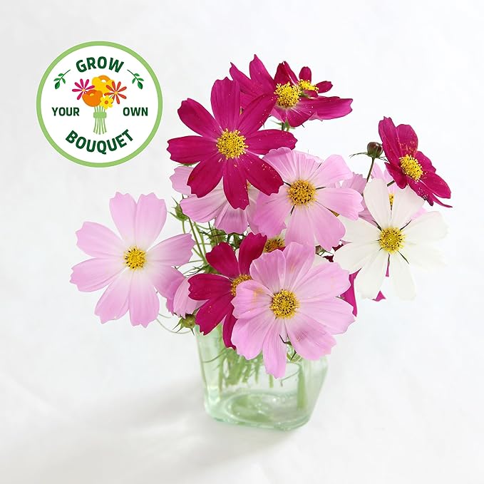 Back to the Roots Organic Cosmos Flower Grow Kit with Plantable Starting Pot Soil and Seeds