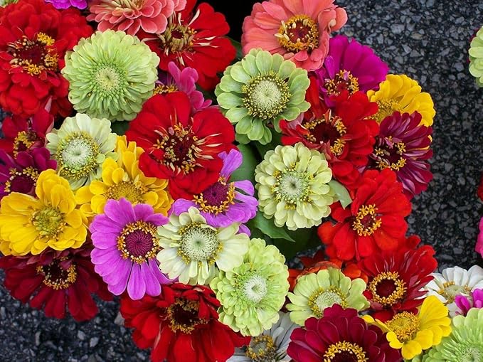 Gaea's Blessing Seeds - Zinnia Seeds - California Giants Seed Mix with Easy to Follow Planting Instructions Heirloom Non-GMO 91% Germination