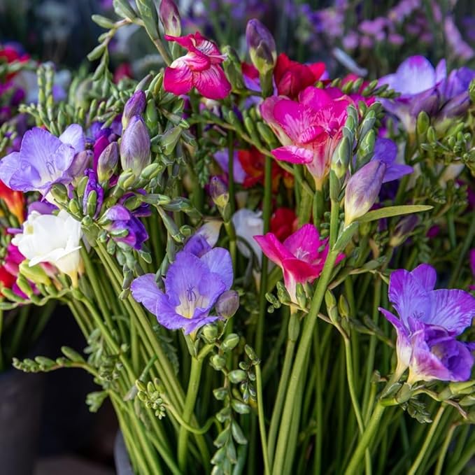 Amazing Deal - 30 Freesia Mixed Perennial Flower Bulbs - Vibrant, Variety Colorful, Fragrant Flower Perfect for Gardens - Easy to Grow - Attracts Butterflies, Bees & Hummingbirds