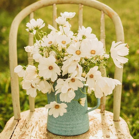 Purity Cosmos - 250 Seeds - Beautiful White Flowers, Attracts Butterflies & Pollinators, Great for Bouquets, Non-GMO Heirloom Cosmos Seeds for Planting in The Home Garden, Thresh Seed Company