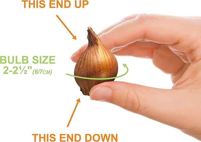 Garden State Bulb Batalinii Little Beauty Tulip Flower Bulbs, 6/+cm, Fall Planting (Bag of 50)