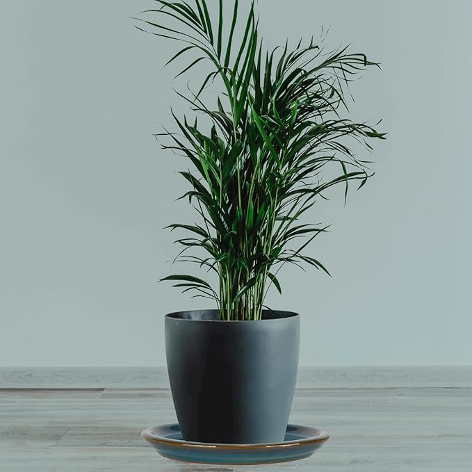 W&W Ceramic Plant Saucer - Plant Trays for Indoor Pots (Teal, 13 inches, 2 Packs)