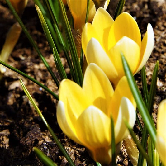 Easy to Grow Crocus Cream Beauty 20 Plant Bulbs - Fragrant Light Yellow Flowers in Late Winter to Early Spring, Outdoor Zones 3-8