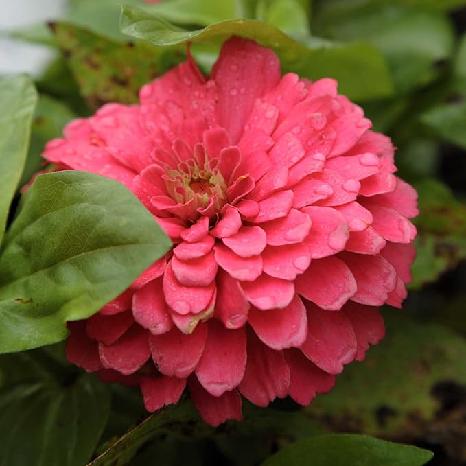 Zinnia Seeds - Benary Giant Coral - Packet - Pink Flower Seeds, Open Pollinated Seed Attracts Bees, Attracts Butterflies, Attracts Hummingbirds, Attracts Pollinators, Easy to Maintain & Grow, Fast